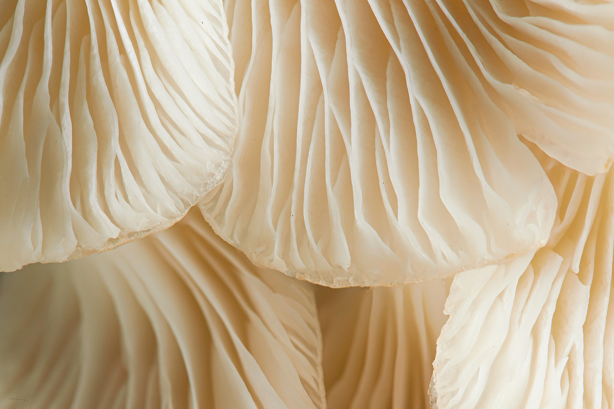 Mushroom Gills Closeup